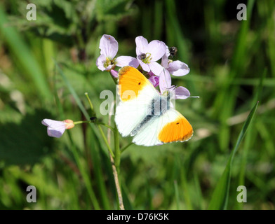 Male orange Tip (Anthocharis cardamines) butterfly on a cuckoo flower