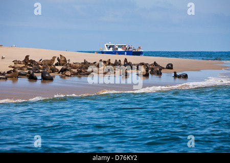 Cape Fur Seals and tourist boat, Arctocephalus pusillus, Walvis Bay, Namibia Stock Photo