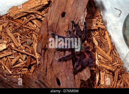 Pinktoe Tarantula, Avicularia avicularia, Theraphosidae Stock Photo
