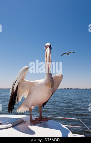 Great White Pelican, Pelecanus onocrotalus, Walvis Bay, Namibia Stock Photo