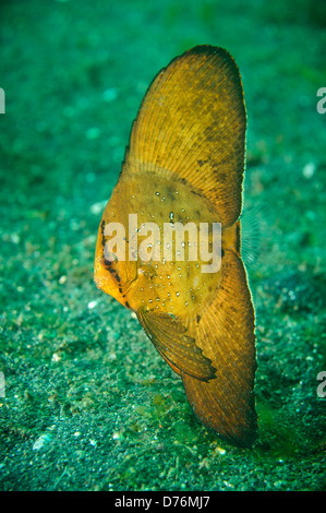 Juvenile circular batfish, Lembeh Strait, Sulawesi, Indonesia. Stock Photo