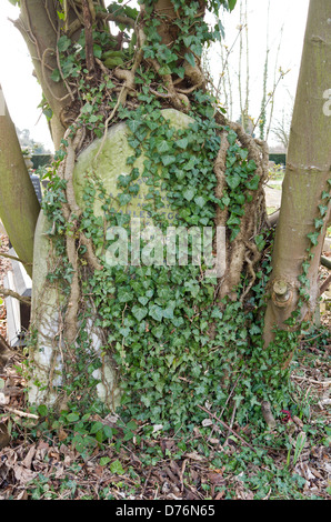 Gravestone covered in ivy and roots. Stock Photo