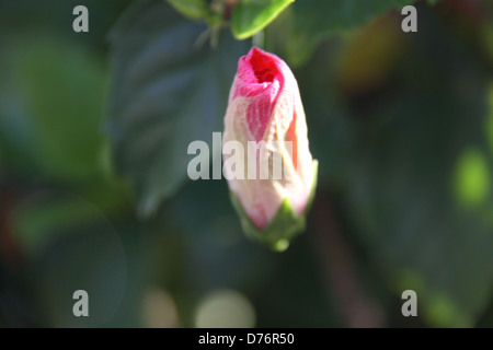 Closed Bud of the Pink Hibiscus (Hibiscus Rosa-Sinensis) Stock Photo