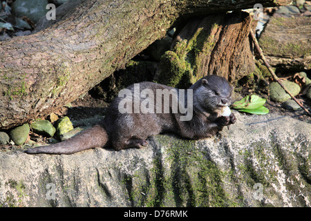 Asian Short-Clawed (or Small-Clawed) Otter (Aonyx cinerea) eating fresh fish at the Cornish Seal Sanctuary, Gweek, Cornwall, UK Stock Photo