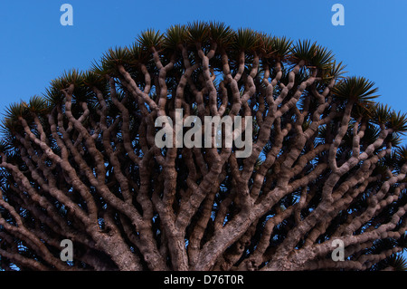 The extraordinary shape of the canopy of the Dragon blood tree Stock Photo