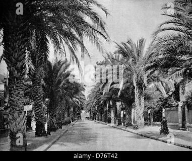 One of the first autotype photographs of L'Avenue des Palmiers, France ...