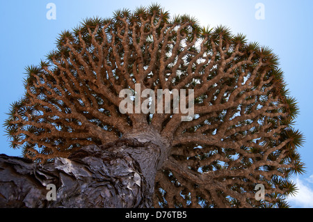 The extraordinary shape of the canopy of the Dragon blood tree Stock Photo