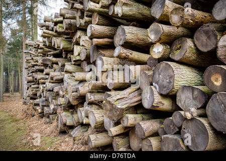 Pile of logs in a managed woodland, Norfolk, UK. Stock Photo