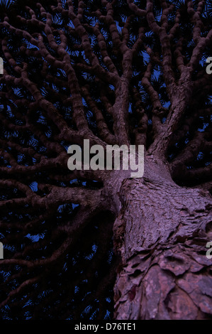 The extraordinary shape of the canopy of the Dragon blood tree Stock Photo