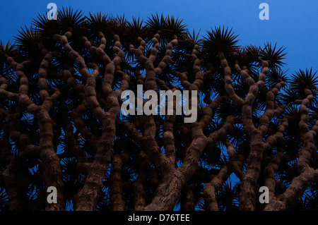 The extraordinary shape of the canopy of the Dragon blood tree Stock Photo