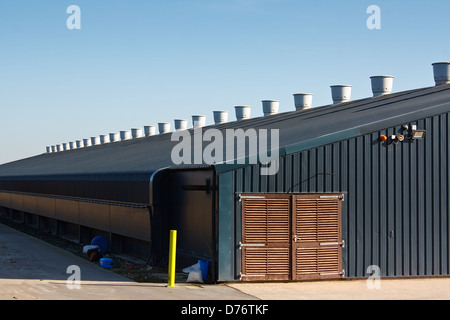 chicken shed a large agricultural building used for the commercial rearing of poultry for eggs or meat on a farm Stock Photo