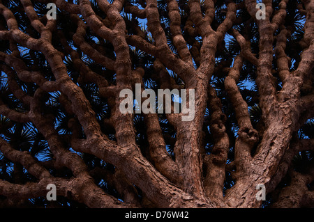 The extraordinary shape of the canopy of the Dragon blood tree Stock Photo