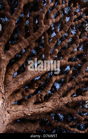 The extraordinary shape of the canopy of the Dragon blood tree Stock Photo