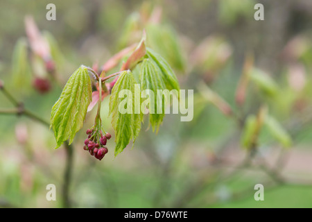 Acer japonicum. Downy Japanese Maple or Fullmoon Maple leaves and flower in spring Stock Photo