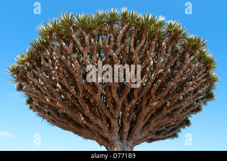 Extraordinary shape of a Dragon blood tree's canopy Stock Photo