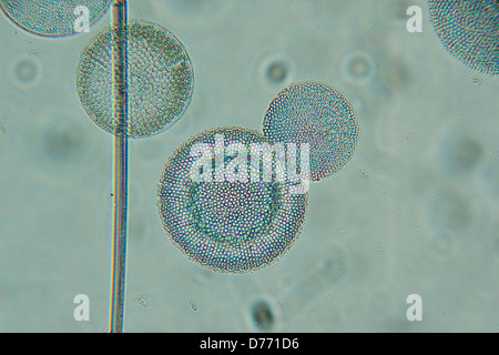 Micrograph Diatomaceae Antarctic marine diatoms) Stock Photo