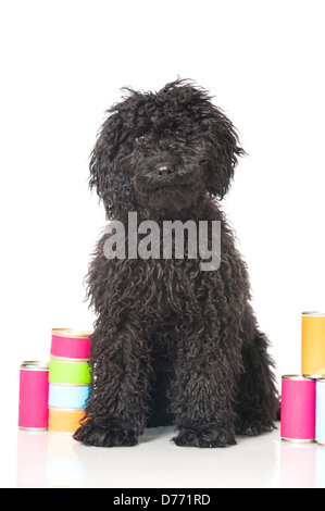 Black poodle puppy with colorful canned goods isolated on white Stock Photo