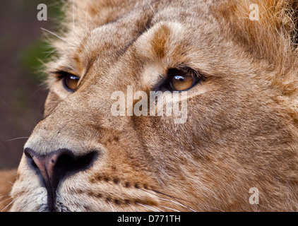 Asiatic Lion (panthera leo persica) male close up Stock Photo