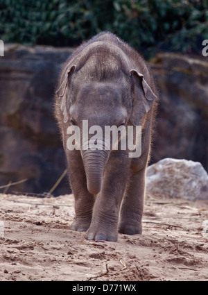 Asian Elephant (elephas maximus) calf Stock Photo