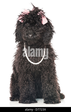 Black poodle with curlers and pearl necklace isolated on white Stock Photo
