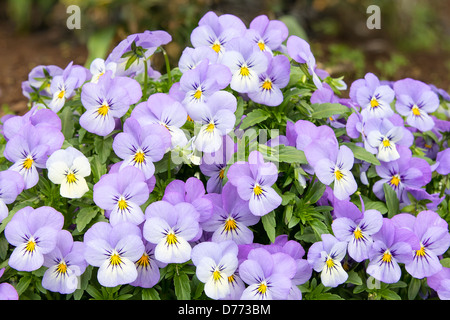 Bunch of Pansy Flowers Blooming in the Garden Stock Photo