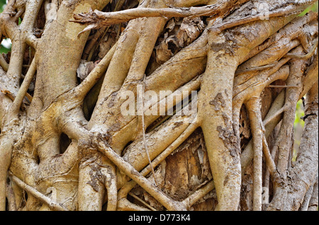 India Uttarakhand state Corbett National Park strangler fig detail Stock Photo