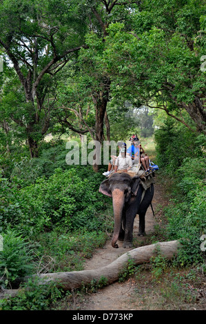 India Uttarakhand state Corbett National Park elephant ride in the forest Stock Photo