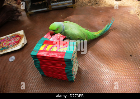 ASTROLOGER WITH HIS PARROT-fortune teller Stock Photo