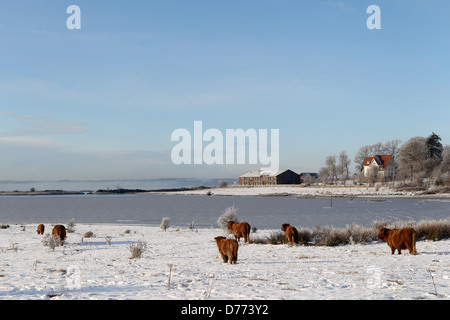 Gluecksburg, Germany, Scottish Highland cattle in ganzjaehriger free range Stock Photo