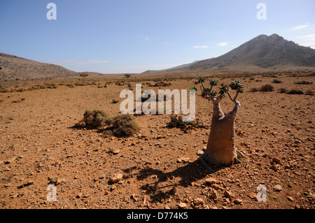 Landscape with a lone bottle tree on the island of Socotra Stock Photo