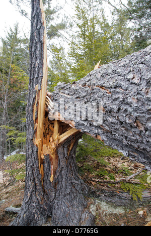 Twisted softwood tree during the spring months along in Albany, New Hampshire USA Stock Photo