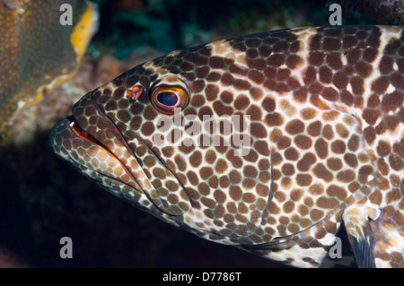 Profile portrait of a Tiger Grouper. Stock Photo