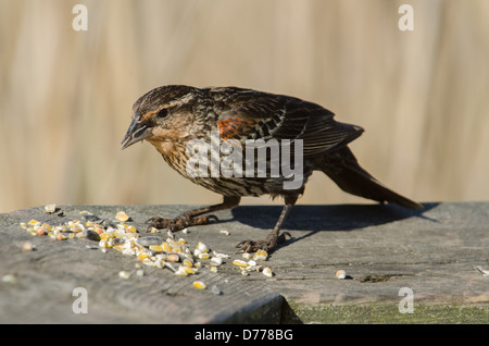 An immature male red-winged blackbird walks over to some feed on a wooden rail. Stock Photo