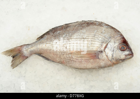 sea bream fish Stock Photo