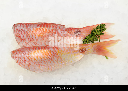 Two red mullet fillets on a bed of ice. Stock Photo