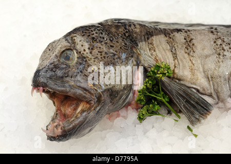 Atlantic wolfish on a bed of ice. Stock Photo