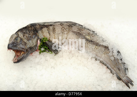 Atlantic wolffish on a bed of ice. Stock Photo