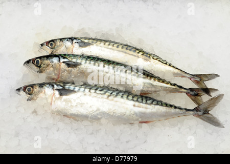 Three mackerel fish on a bed of ice. Stock Photo