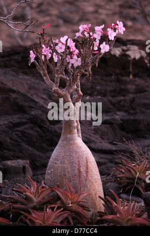 Blooming bottle tree in Socotra Stock Photo