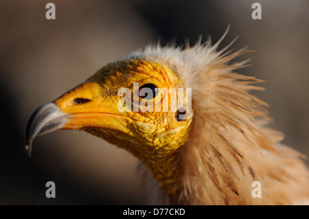 Portrait from an Egyptian vulture in Yemen, Socotra Stock Photo