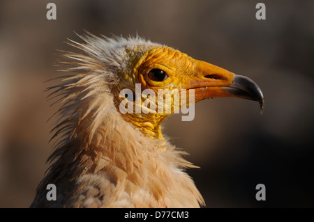 Portrait from an Egyptian vulture in Yemen, Socotra Stock Photo