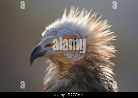 Portrait from an Egyptian vulture in Yemen, Socotra Stock Photo