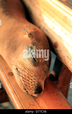 Sea lion relaxing on public wooden bench chair in Puerto Baquerizo Moreno, Galapagos Islands Stock Photo