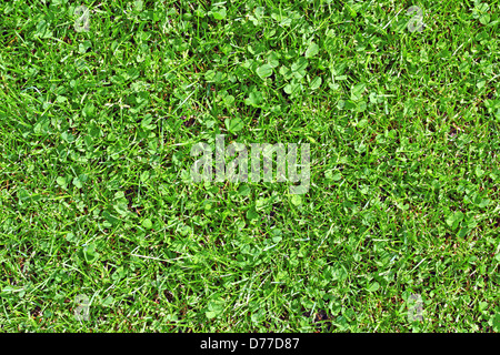 green textured lawn detail with clover among the grass Stock Photo