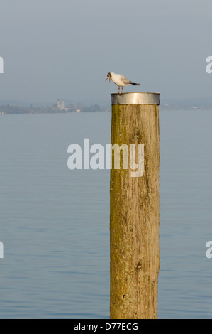 Black-headed gull (Lachmöwe, Larus ridibundus) with open beak on a pole and Friedrichshafen Schlosskirche in background, Immenstaad Lake Constance Baden-Württemberg Germany