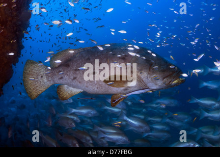 Giant Grouper Epinephelus lanceolatus surrounded by Reef Fish at the SS Yongala Shipwreck on the Great Barrier Reef, Australia Stock Photo