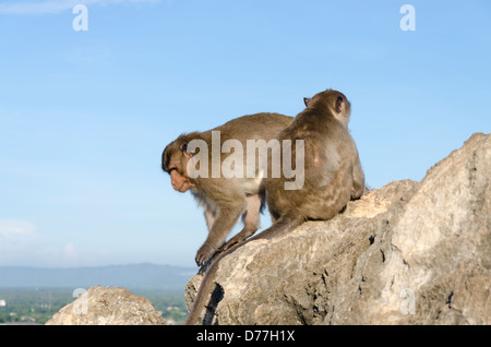 Two adult macaque monkeys on rocks below Wat Thammikaram on Khao Chong Krajok mountain  with view of Myanmar mountains in southern Thailand Stock Photo