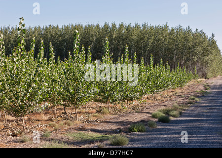 Young Hybrid Poplar trees, maturing plantation in background. Stock Photo