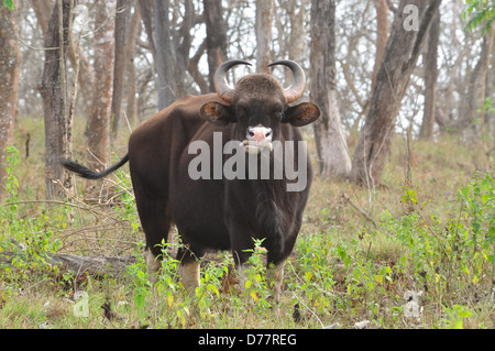 Indian Bison ( Bos gaurus ) Stock Photo