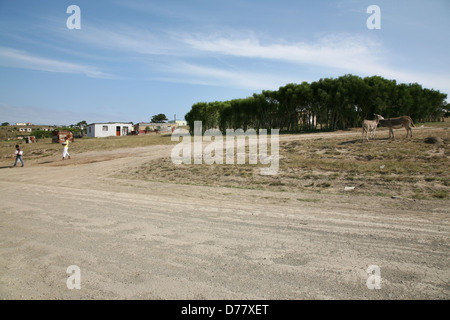 Donkeys roaming free in rural Hamburg, South Africa Stock Photo